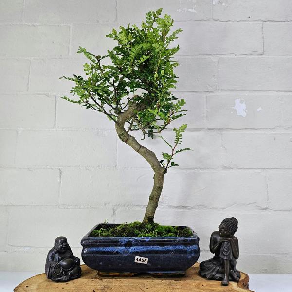 Yorkshire Bonsai Chinese Pepper (Zanthoxylum Pipertum) Bonsai Tree | Shaped | In 20cm Pot