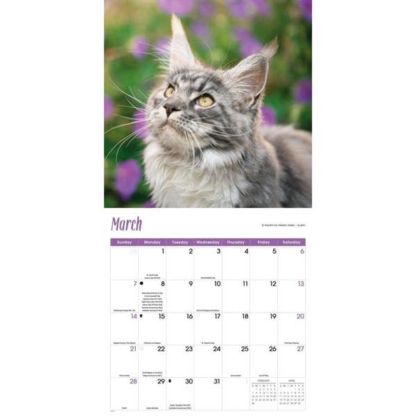 Maine Coon Cats Calendar 2027, Wall Calendars, Month To View, Cats, Gift