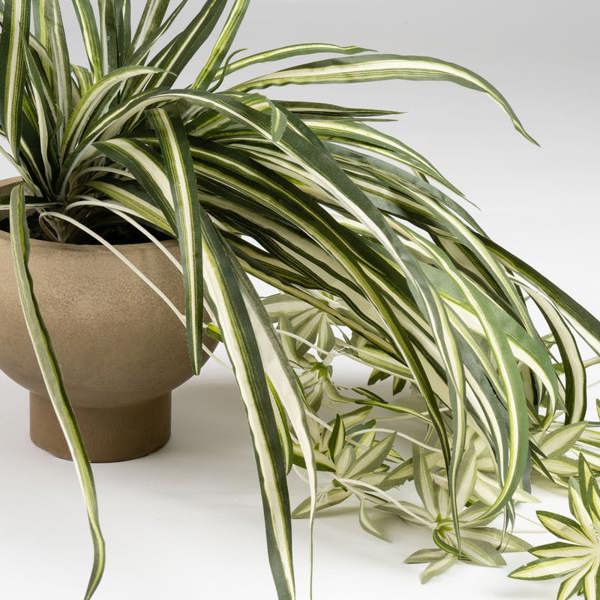 Scottish Everlastings 36cm Spider Plant in Rustic Pot