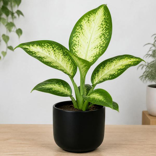 Dieffenbachia Camilla Dumb Cane 12cm Pot Plants By Post
