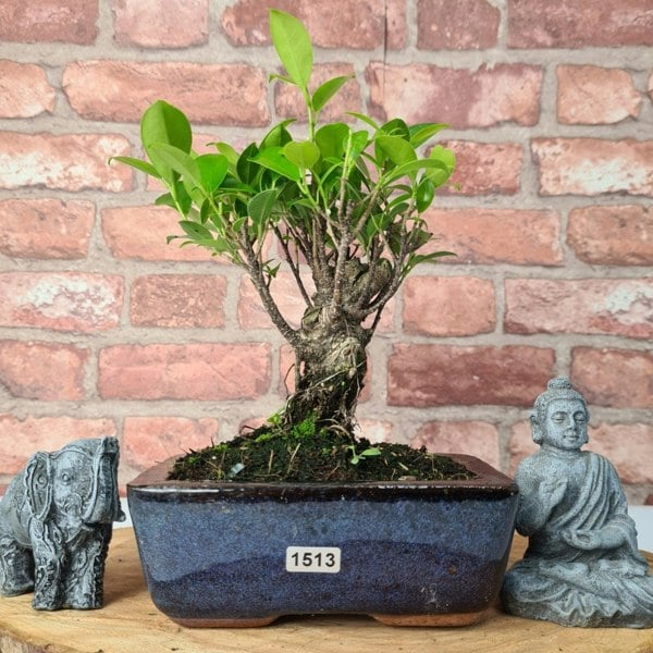 Ficus Microcarpa (Banyan Fig) Indoor Bonsai Tree | Broom | In 15cm Pot