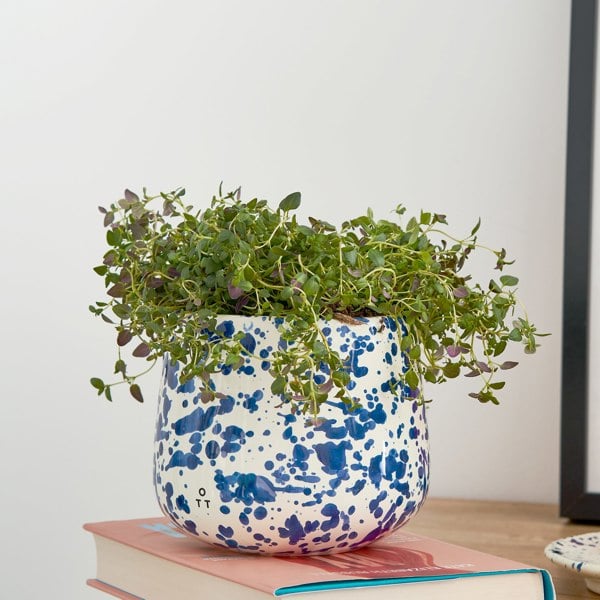 Hot Pottery Indoor Planter Blueberry