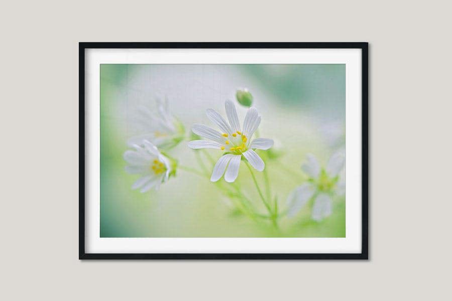 artistic flower photography wall print
