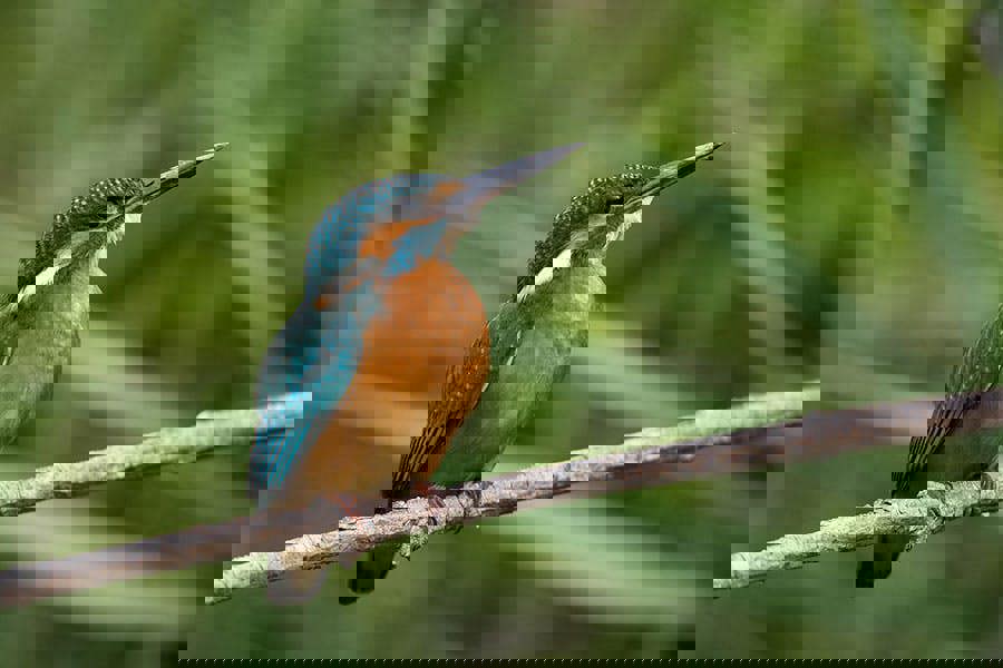 kingfisher photographic art print