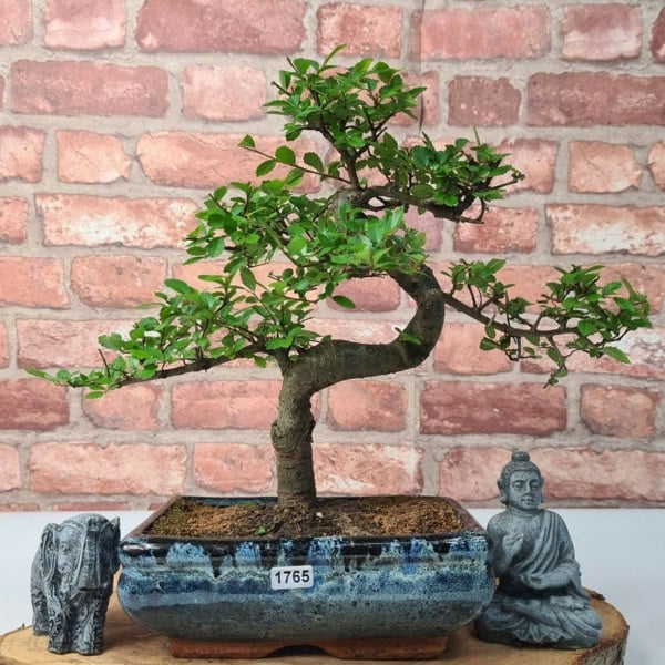 Chinese Elm (Ulmus Parvifolia) Bonsai Tree | Shaped | In 20cm Pot - Yorkshire Bonsai