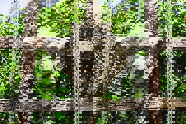 Stone Cast Gargoyle Wall Plaque