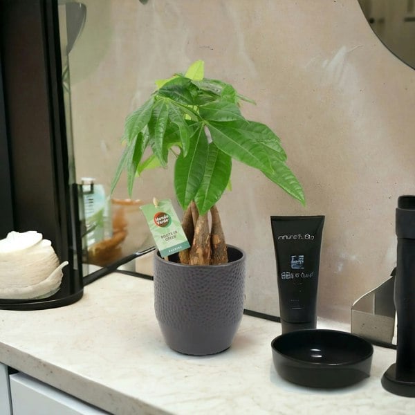 Pachira Money Tree 12cm Plants By Post