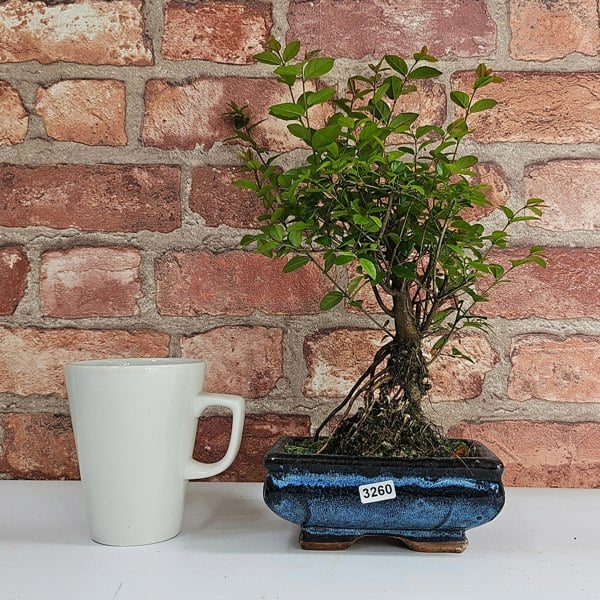 Yorkshire Bonsai Bird Plum (Sageretia) Bonsai Tree | Broom | In 15cm Pot