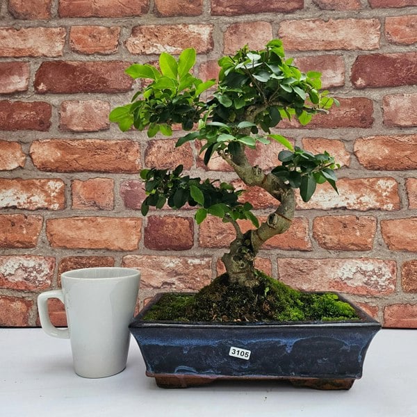 Yorkshire Bonsai Chinese Privet (Ligustrum Sinense) Bonsai Tree | Shaped | In 25cm Pot