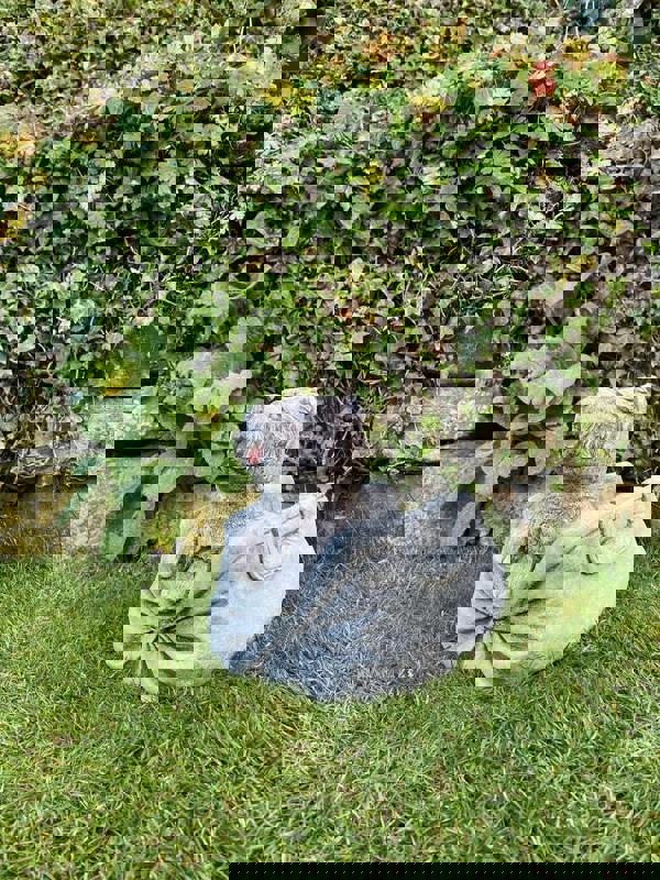 Puppy in Bag Stone Planter