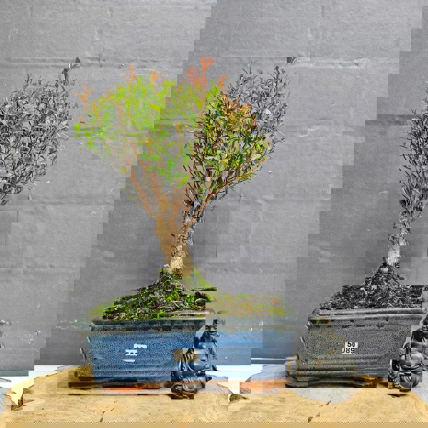 Yorkshire Bonsai Brush Cherry (Syzygium) Bonsai Tree | Broom | In 20cm Pot
