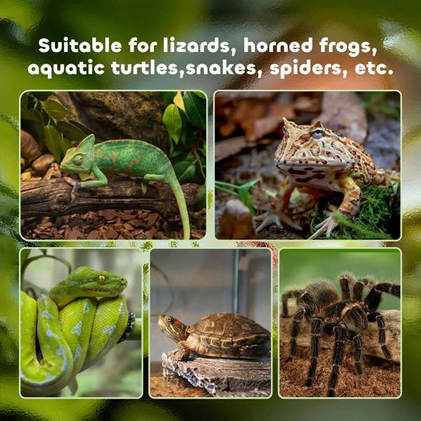 Glass terrarium with black frame and green water basin, suitable for reptiles and arachnids