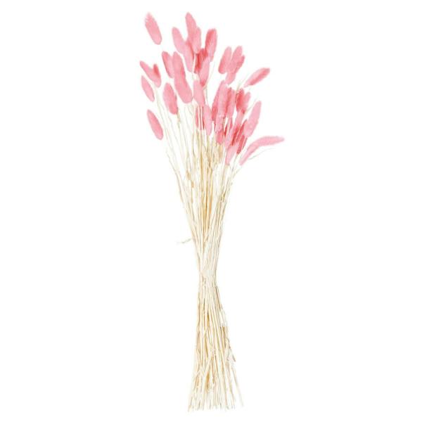 Wyld Haus Set of 40 Dried Pale Pink Bunny Tail Bunch