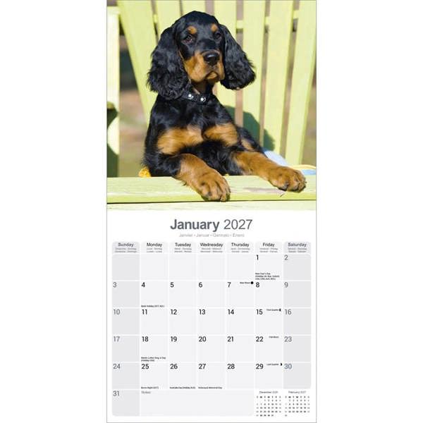 Gordon Setter Calendar 2027, Wall Calendars, Month To View, Dogs, Gift