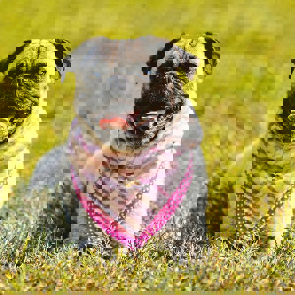 Heritage Traditions Heritage  Hounds Tartan Dog Bandana