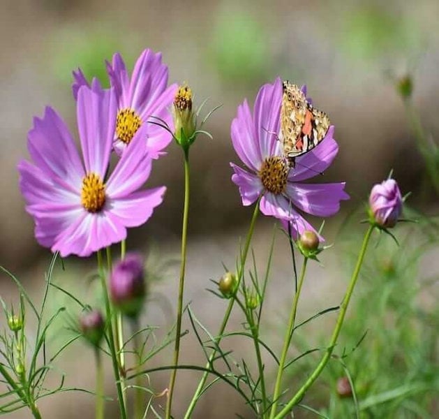 Pink Cosmos