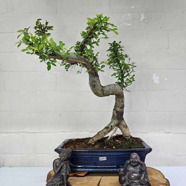 Yorkshire Bonsai Chinese Elm (Ulmus Parvifolia) Bonsai Tree | Shaped | In 30cm Pot