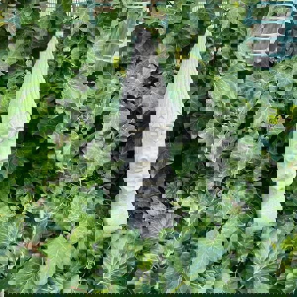 Medium Sized Easter Island Moai Tiki Head