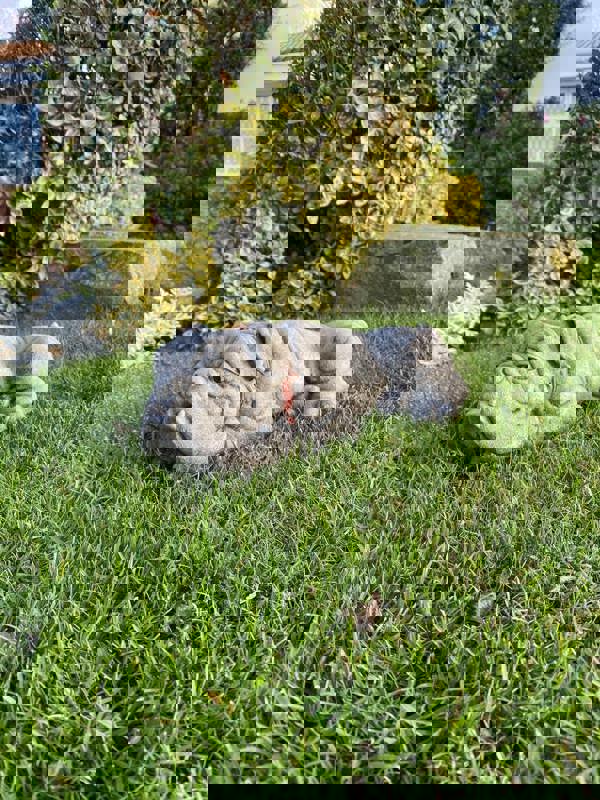 Lying Bulldog Small Garden Ornament