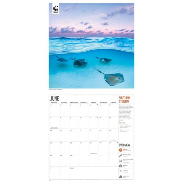 WWF, Amazing Wildlife Calendar 2027, Wall Calendars, Month To View, Animals, Gift