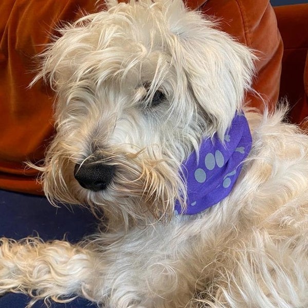 RUFFNEK Reflective Purple Dog Snood Scarf/Bandana