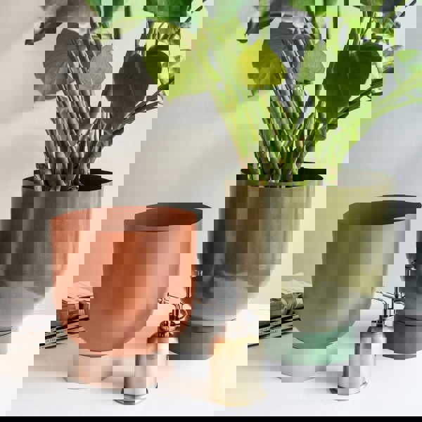 #color_rubarb