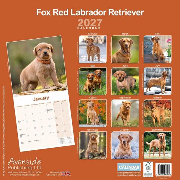 Fox Red Labrador Retriever Calendar 2027, Wall Calendars, Month To View, Dogs, Gift
