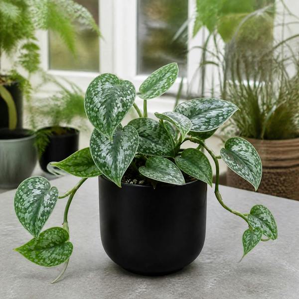 Scindapsus Pictus Trebie Pothos 12cm Pot Plants By Post