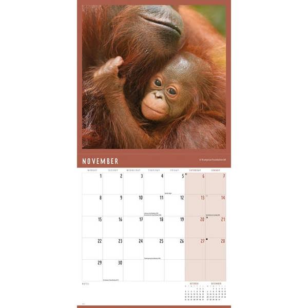 Orangutan Calendar 2027, Wall Calendars, Month To View, Animals, Gift