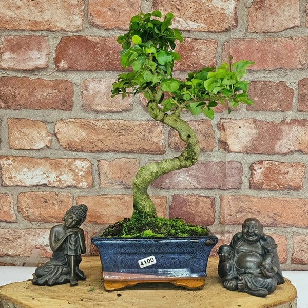 Yorkshire Bonsai Chinese Privet (Ligustrum Sinense) Bonsai Tree | Shaped | In 15cm Pot