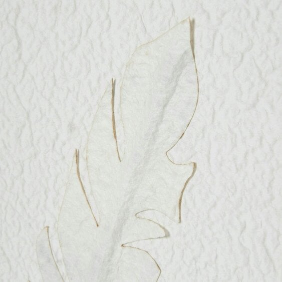 Wyld Haus Les Vans White 3 Feathers Art Mounted In Beaded Frame