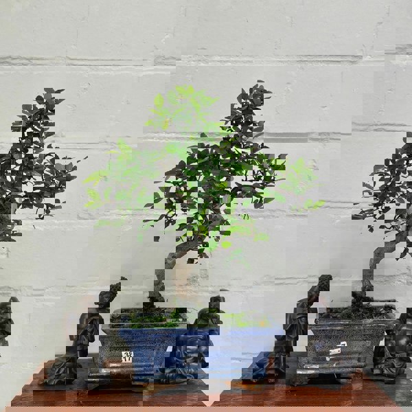 Yorkshire Bonsai Chinese Elm (Ulmus Parvifolia) Bonsai Tree | Shaped | In 15cm Pot