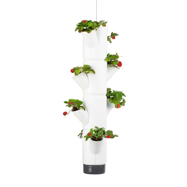 SISSI STRAWBERRY easy-watering strawberry tree - White