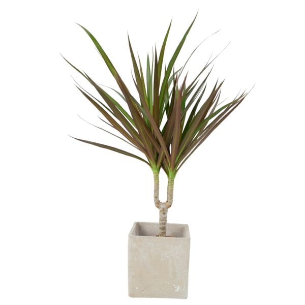 Draceana Marginata Dragon Tree Tropical Plant 12cm
