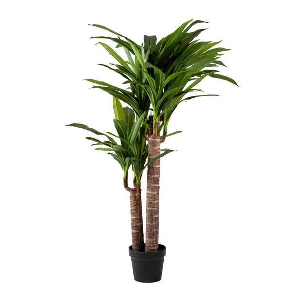 Scottish Everlastings 120cm Triple Stem Yucca