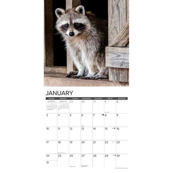 Rascally Raccoons Calendar 2027, Wall Calendars, Month To View, Animals, Gift
