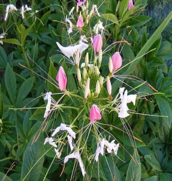 common-Soapwort Seeds