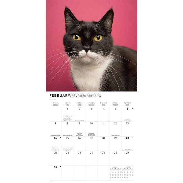 Tuxedo Cats Calendar 2027, Wall Calendars, Month To View, Cats, Gift