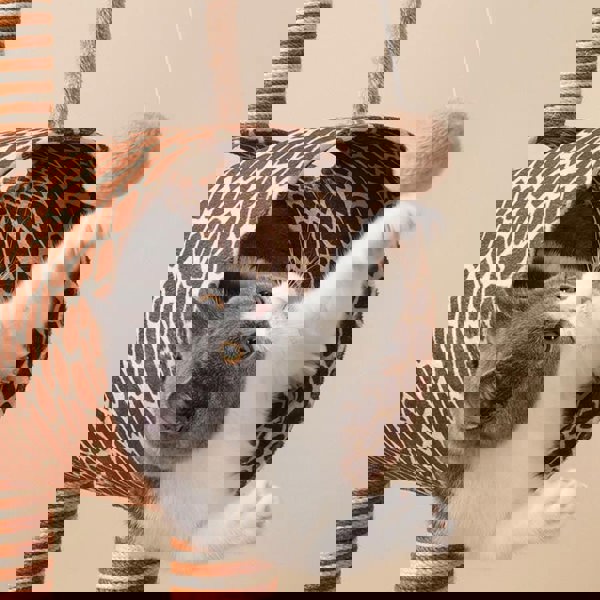 AN22 Pet Furniture-Weilai Concept-Weilai Concept