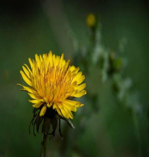 where to buy dandelion seeds genshin