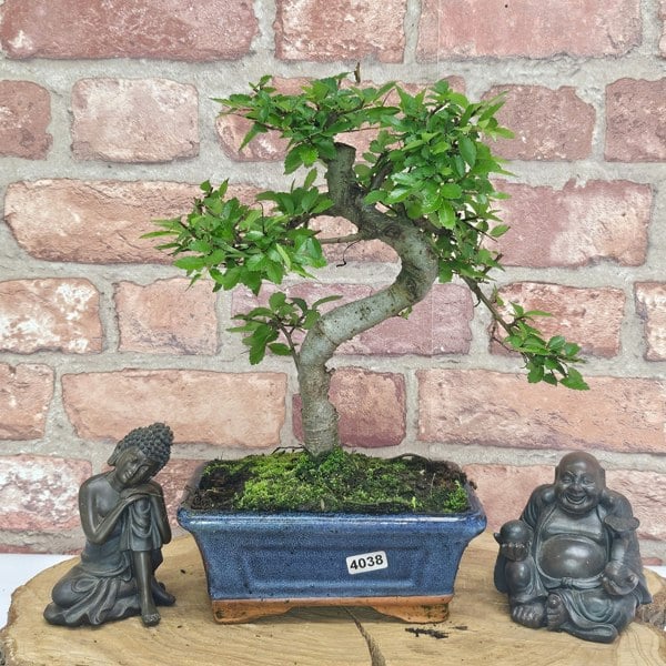 Yorkshire Bonsai Chinese Elm (Ulmus Parvifolia) Bonsai Tree | Shaped | In 15cm Pot