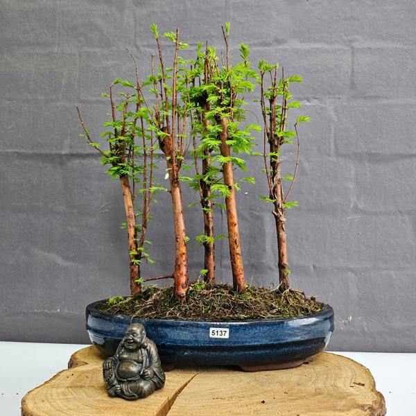 Yorkshire Bonsai Dawn Redwood (Metasequoia) Bonsai Tree Forest | Upright | In 30cm Pot