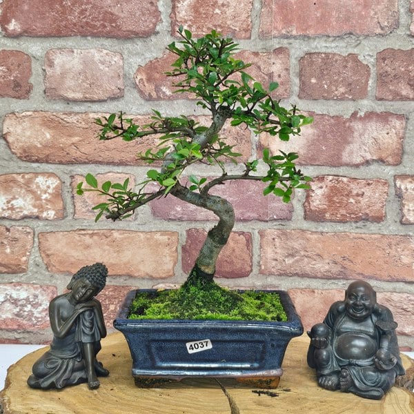 Yorkshire Bonsai Chinese Elm (Ulmus Parvifolia) Bonsai Tree | Shaped | In 15cm Pot
