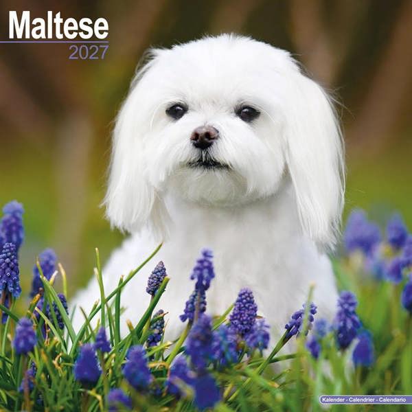 Maltese Calendar 2027, Wall Calendars, Month To View, Dogs, Gift