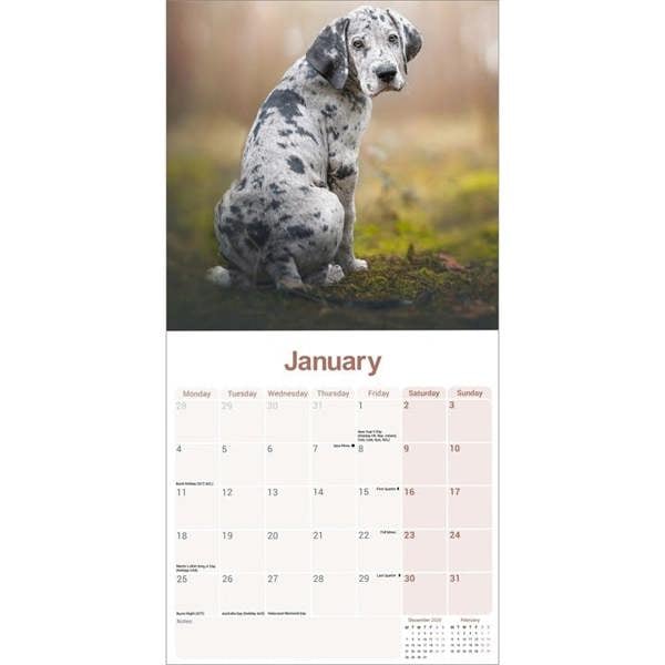 Great Dane Calendar 2027, Wall Calendars, Month To View, Dogs, Gift