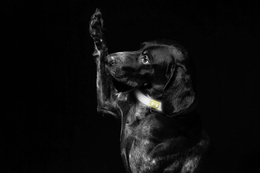 Built New York BUILT PET Medium NightSafe™ Reflective Collar - Blue