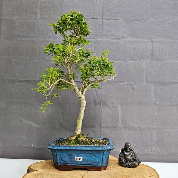 Yorkshire Bonsai Japanese Holly (Ilex Crenata) Bonsai Tree | Shaped | In 20cm Pot