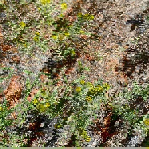 Silver Circle Distillery Greener Pastures Gin - Batch 2