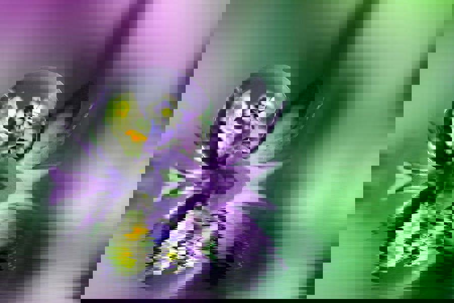 Fernlight Gallery The Drifter