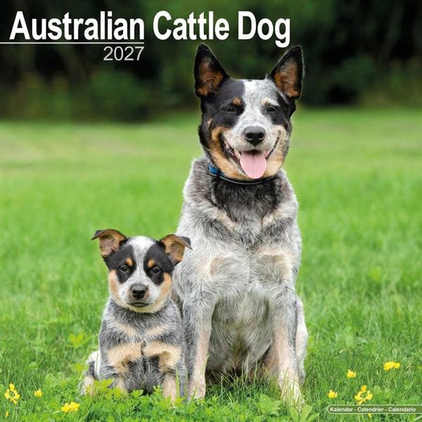 Australian Cattle Dog Calendar 2027, Wall Calendars, Month To View, Dogs, Gift
